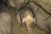 养好母猪才是硬道理：这些年我从母猪养殖技术视频里掏出来的实战干货