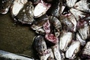 养蛇想赚钱？先别急着盖蛇房，这三板斧没搞懂亏死你