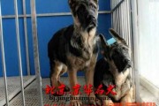 德牧养护全攻略：从幼犬到家到健康成年的贴心指南