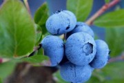 蓝莓秋季管得好，来年果多价更高