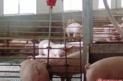 养猪把邻舍关系搞僵了？莫慌，这些“变废为宝”的土洋办法真滴管用！