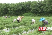 耒阳辣椒种植的那些门道，老农手把手教你几招