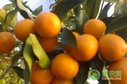 金桔结果少还酸涩？看看这些新法子，让你家的金桔又甜又多