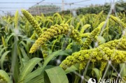 云烟97栽培手记：从选种到采收的田间艺术