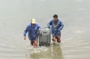 养蟹那些事儿：技术员手把手教你避开坑塘里的“雷”