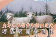 养羊有道：技术革新与精细管理助你走上致富路